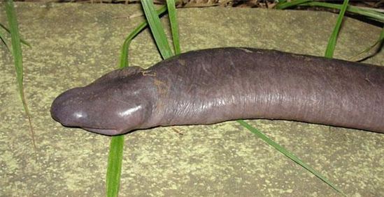 Penis snake