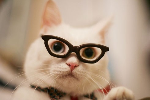 cat wearing glasses