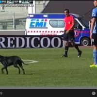 dog wanders into football field