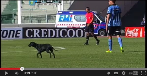 dog wanders into football field