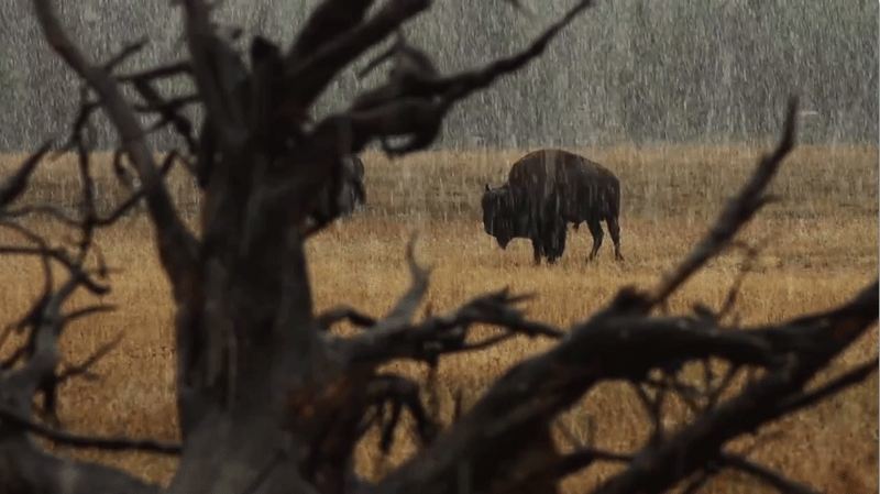 lonely bison