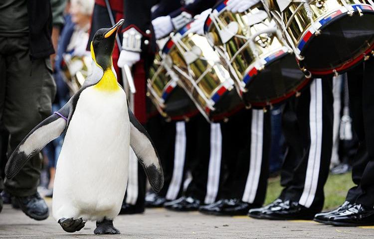 Nils Olav