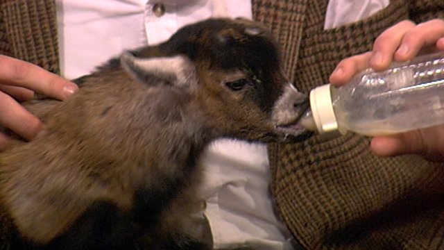 benjamin goat