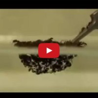fire ants