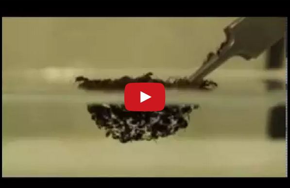 fire ants